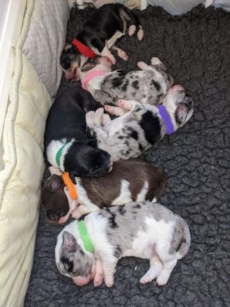 Mini Aussiedoodle F1