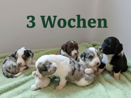 Mini Aussiedoodle F1