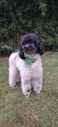 Mini Aussiedoodle F1