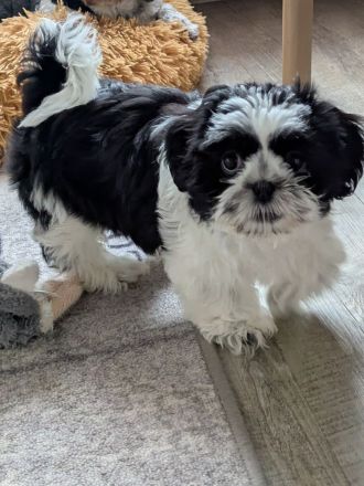 Shi Tzu Welpe Bella sucht ein Zuhause..