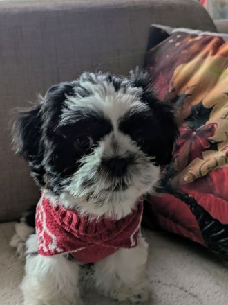 Shi Tzu Welpe Bella sucht ein Zuhause..