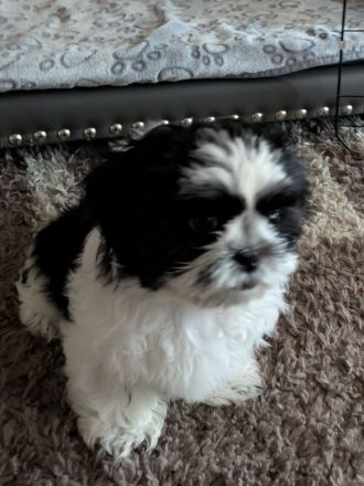Shi Tzu Welpe Bella sucht ein Zuhause..
