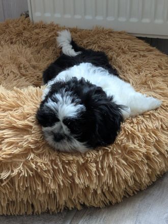 Shi Tzu Welpe Bella sucht ein Zuhause..