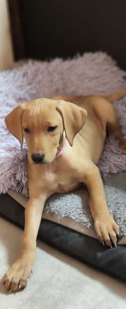 Wunderschöne Vizsla-Labrador Hündin (11 Wochen alt)