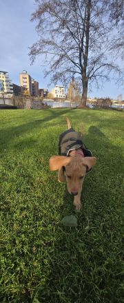 Wunderschöne Vizsla-Labrador Hündin (11 Wochen alt)