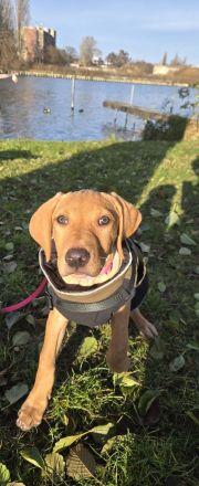 Wunderschöne Vizsla-Labrador Hündin (11 Wochen alt)