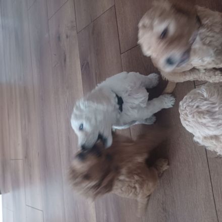 Goldendoodle Welpen Herzensbrecher Hündin weiß