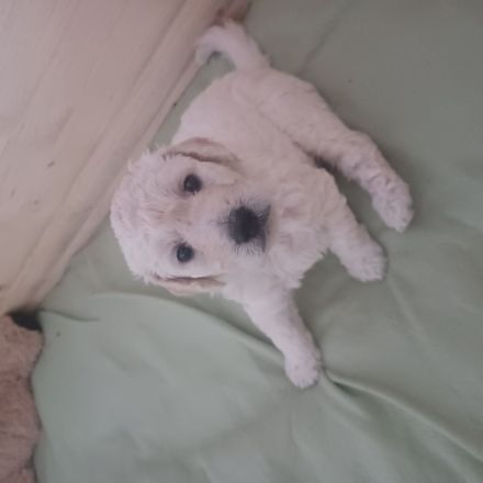 Goldendoodle Welpen Herzensbrecher Hündin weiß