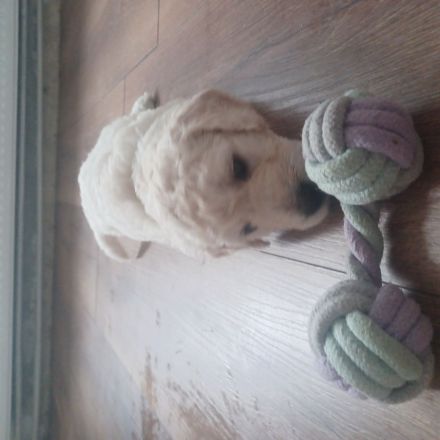 Goldendoodle Welpen Herzensbrecher Hündin weiß