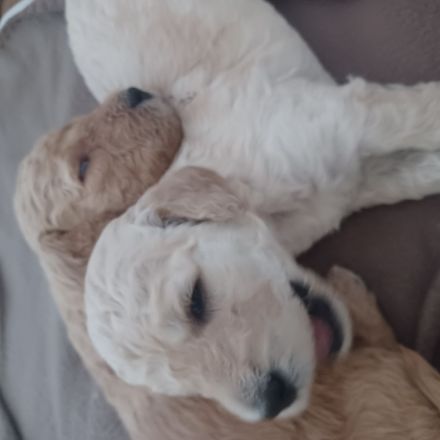 Goldendoodle Welpen Herzensbrecher Hündin weiß