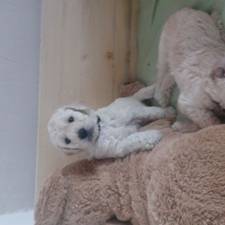 Goldendoodle Welpen Herzensbrecher Hündin weiß