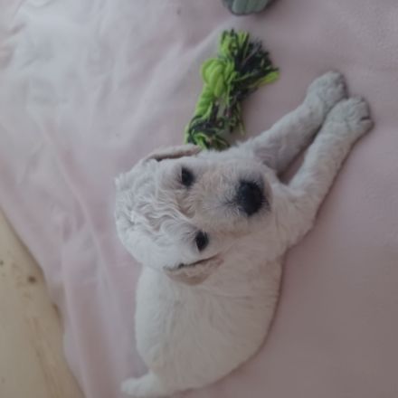 Goldendoodle Welpen Herzensbrecher Hündin weiß