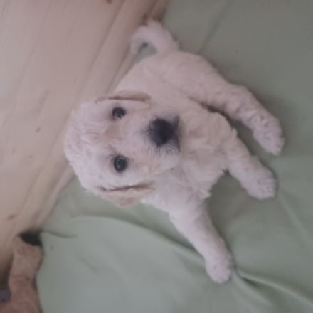 Goldendoodle Welpen Herzensbrecher Hündin weiß