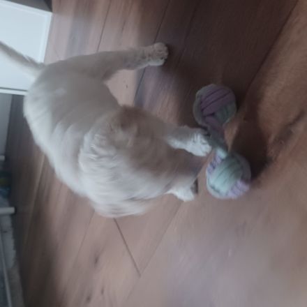 Goldendoodle Welpen Herzensbrecher Hündin weiß