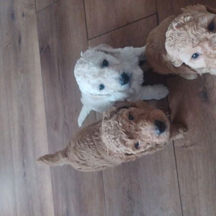 Goldendoodle Welpen Herzensbrecher Hündin weiß