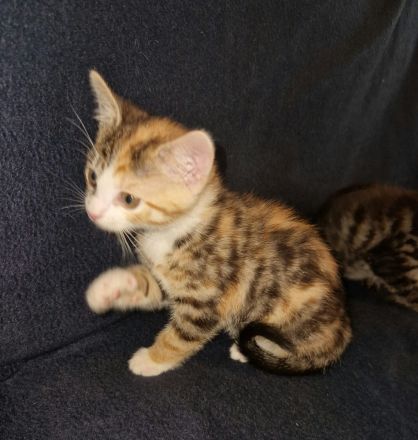 Zuckersüße Babykatzen