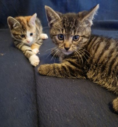 Zuckersüße Babykatzen