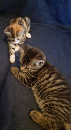 Zuckersüße Babykatzen