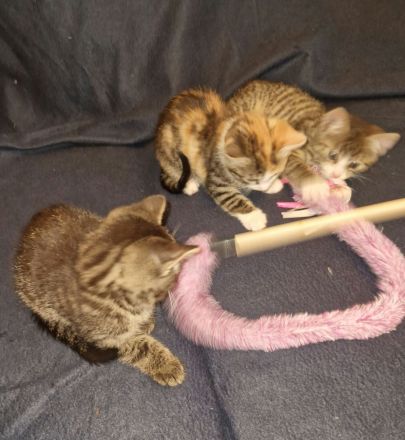 Zuckersüße Babykatzen