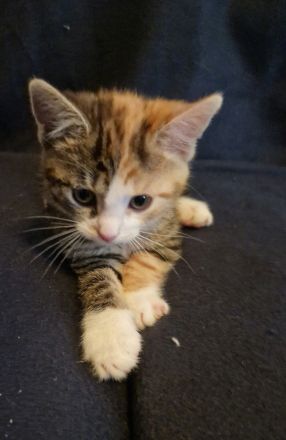 Zuckersüße Babykatzen