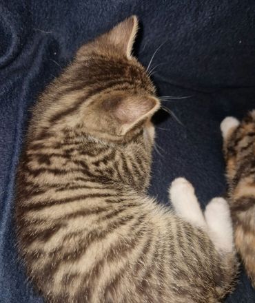 Zuckersüße Babykatzen