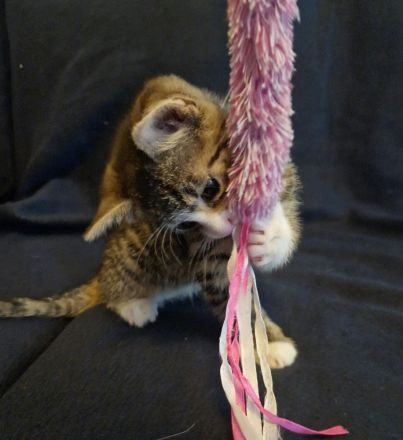 Zuckersüße Babykatzen