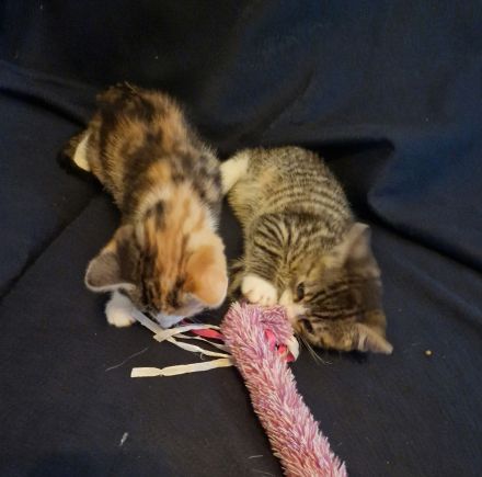 Zuckersüße Babykatzen