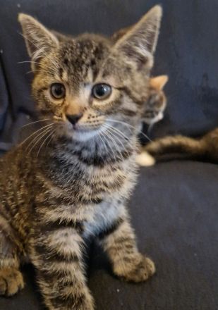 Zuckersüße Babykatzen