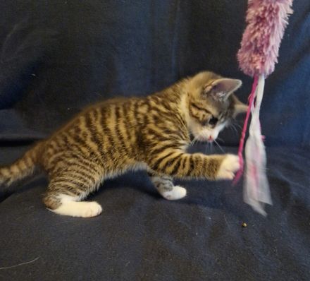 Zuckersüße Babykatzen