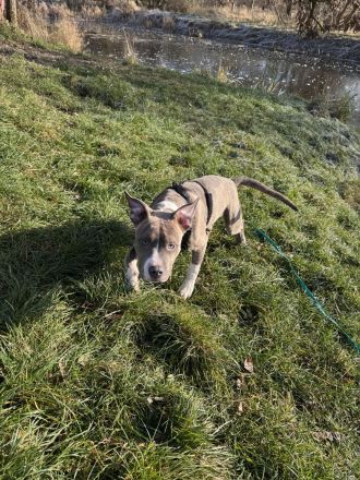 Welpi sucht ein neues Zuhause