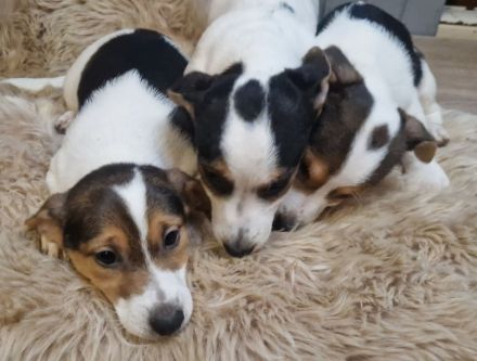 Süße knuddelige niedliche Jack Russell Terrier Welpen suchen neues liebevolles Zuhause