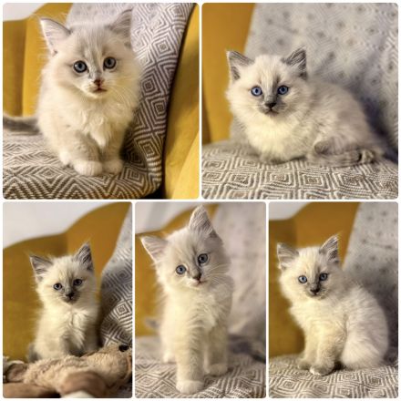 Flauschige Ragdoll/Heilige Birma Kitten suchen ein Zuhause