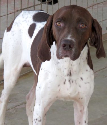 Kili, männlicher Pointer-Mix