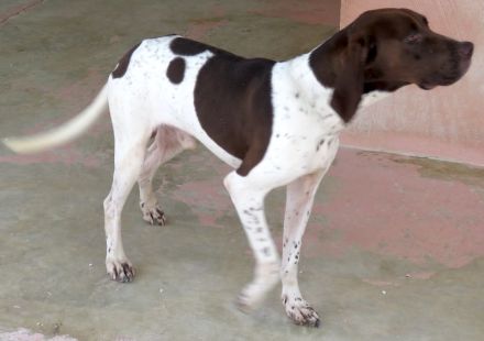 Kili, männlicher Pointer-Mix