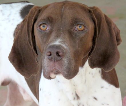 Kili, männlicher Pointer-Mix