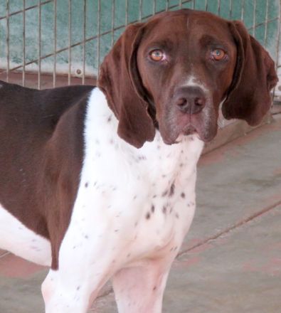 Kili, männlicher Pointer-Mix