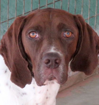 Kili, männlicher Pointer-Mix