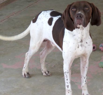 Kili, männlicher Pointer-Mix