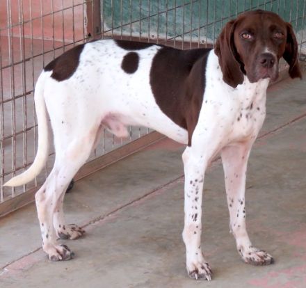 Kili, männlicher Pointer-Mix