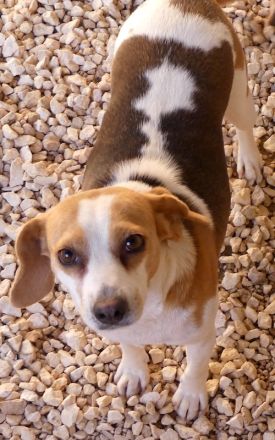 Bethany 3, weiblicher Mischling