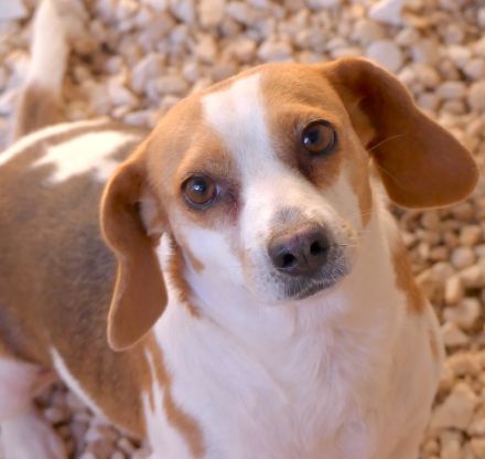 Bethany 3, weiblicher Mischling