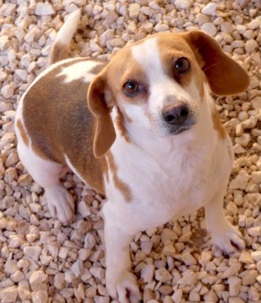 Bethany 3, weiblicher Mischling