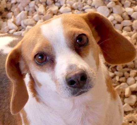 Bethany 3, weiblicher Mischling