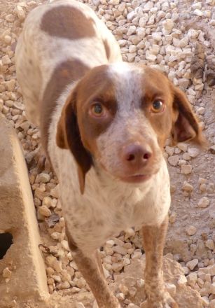 Chip 3, männlicher Beagle-Mix