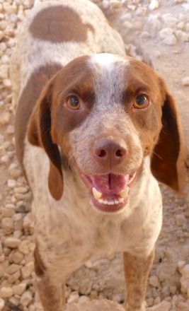 Chip 3, männlicher Beagle-Mix