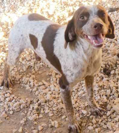 Chip 3, männlicher Beagle-Mix