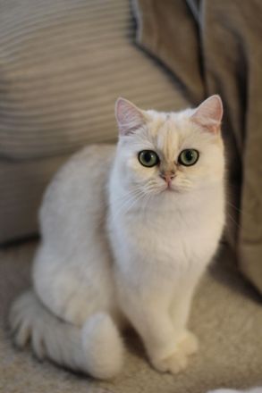 BKH Kitten Silver-Shaded ab sofort bereit zum Auszug!