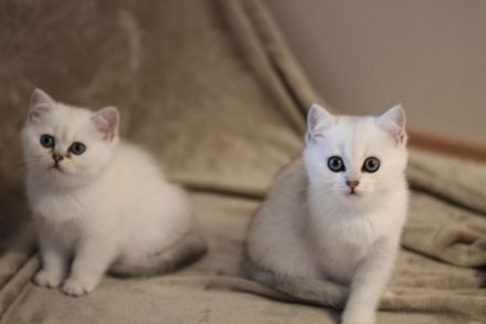 BKH Kitten Silver-Shaded ab sofort bereit zum Auszug!