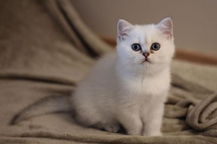 BKH Kitten Silver-Shaded ab sofort bereit zum Auszug!