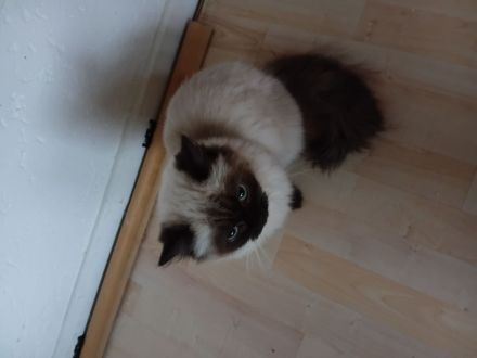 Barney und Peppels möchten zusammen bleiben!!